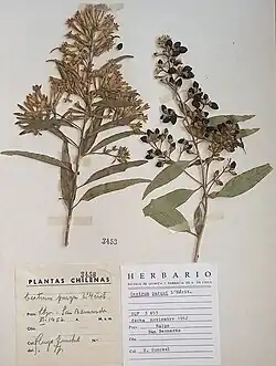 Muestra de palqui en el Herbario SQF.