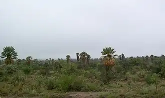 Palma Caranday. Especie autóctona de la región.