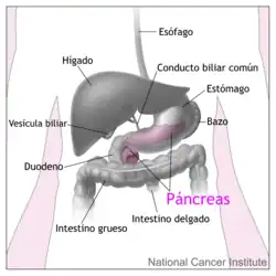 El páncreas y los órganos y estructuras cercanos del tubo digestivo