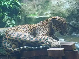 Jaguar