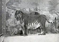 Tigre del Caspio