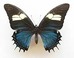 Hembra normal de Papilio androgeus
