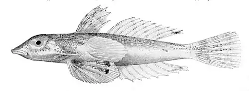 Synchiropus corallinus