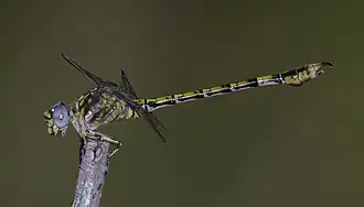 Paragomphus cognatus
