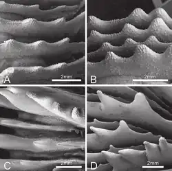 Vista de septa de P. rowleyensis: A-B) y P. vitiensis: C-D)