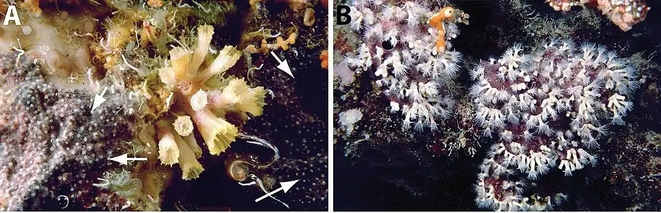 A: Parazoanthus sp en el atolón Ndaa, Sulawesi sudeste B: Parazoanthus sp. en el sudeste de Likuan, Sulawesi norte