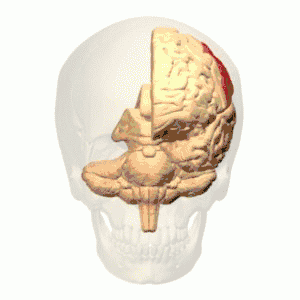 animación 3D rotativa del lóbulo parietal en el cráneo humano.