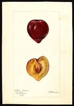 Muestra la imagen de una fruta completa y como es la fruta por dentro con su semilla