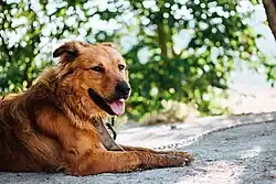 Pastor vasco gorbeiakoa