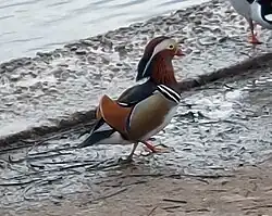 Pato mandarín macho.