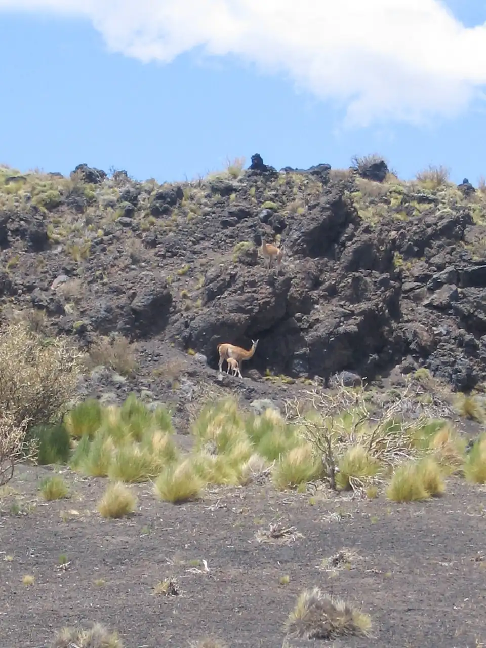 Guanacos en la reserva
