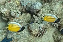 Ejemplares de Ras Muhammad, Egipto.