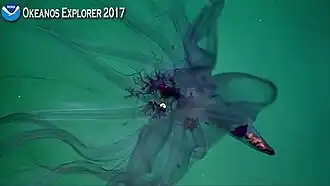 Vista más cercana de la misma observación del NOAA Okeanos Explorer de 2017