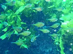 Pempheris klunzingeri