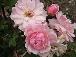 'Perla de Montserrat', Dot 1945.