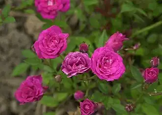 'Perla de Alcanada', P. Dot, 1944