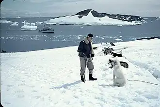 Perros antárticos de la base O'Higgins a cargo del Ejército de Chile. Tierra de O'Higgins, rada Covadonga. Enero de 1958