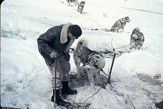 Perros antárticos en la Base O'Higgins, 1958.