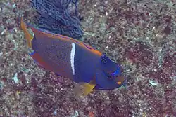 Adulto, vista superior.