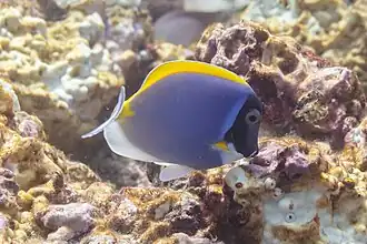 Ejemplar en Zanzíbar, Tanzania.