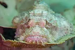 Vista frontal de S. oxycephala.