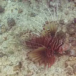 Pez león de barra ancha (Pterois antennata).