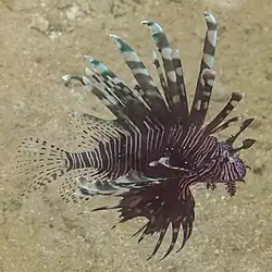 Pez León Rojo (Pterois volitans).