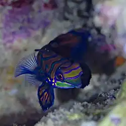 Ejemplar en Anilao, Filipinas.