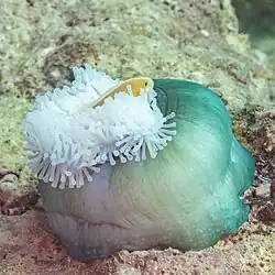 El pez payaso no es afectado por las neurotoxinas de los tentáculos de la anémona, por lo que puede refugiarse en ellos.