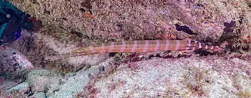 Variación marrón-naranja en Tenerife, España.