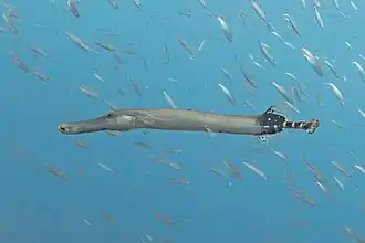 Ejemplar de las costas de Tenerife, España.