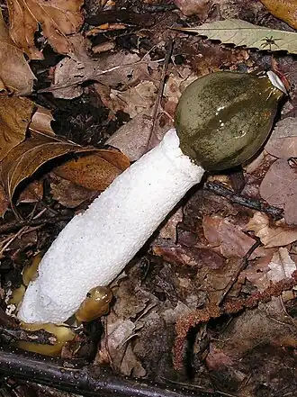 Un ejemplar de Phallus impudicus