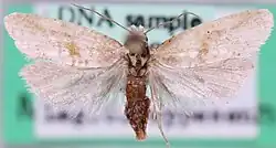 Phalonidia affinitana