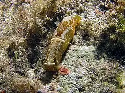 Philinopsis orientalis