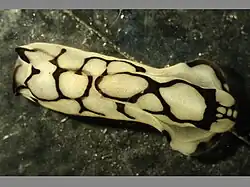 Philinopsis pilsbryi