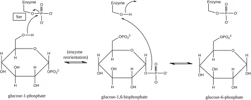 Figura 1. Mecanismo de la interconversión de la glucosa-1-fosfato y la glucosa-6-fosfato catalizada por la fosfoglucomutasa.