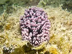 Phyllidiopsis burni
