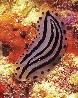 Phyllidiopsis xishaensis