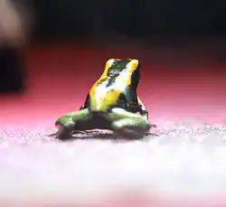 Joven Phyllobates terribilis negra con bandas dorso-laterales doradas, que puede ser confundida con una Phyllobates aurotaenia