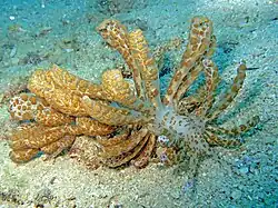 Phyllodesmium longicirrum