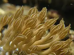 Ceras de Phyllodesmium rudmani imitando pólipos de Heteroxenia