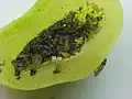 Interior de una agalla de Phylloxera perniciosa con adultos e inmaduros