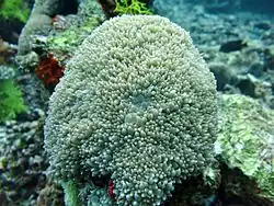 Colonia en el atolón Baa, Maldivas