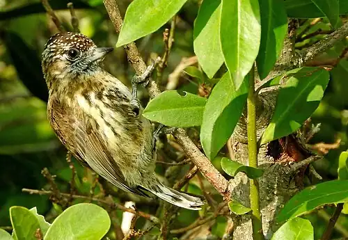 Picumnus nebulosus en la Quebrada de los Cuervos