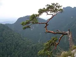 Pino relicto sen el pico Sokolicy.