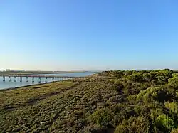 Pinar del Sur de España. Es común la distribución en grandes bosques costeros.