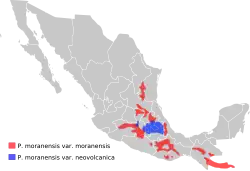 Pinguicula moranensis