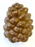 Piña madura cerrada.