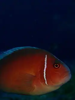 Primer plano desde Ko Tao, Tailandia