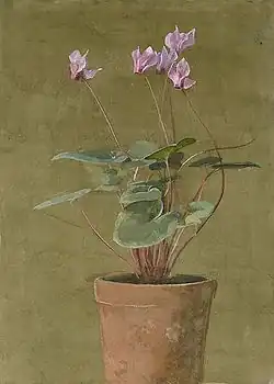 Ciclamen rosa, c. 1870s